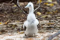 Brown Booby Sula leucogaster plotus