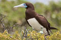 Brown Booby Sula leucogaster plotus