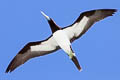 Brown Booby Sula leucogaster plotus