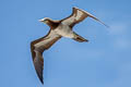 Brown Booby Sula leucogaster plotus