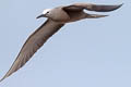 Brown Noddy Anous stolidus pileatus