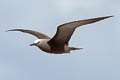 Brown Noddy Anous stolidus pileatus