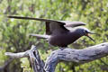 Brown Noddy Anous stolidus pileatus