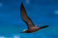 Brown Noddy Anous stolidus pileatus