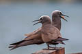 Brown Noddy Anous stolidus pileatus