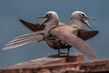 Brown Noddy Anous stolidus pileatus