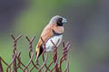 Chestnut-breasted Mannikin Lonchura castaneothorax ssp.