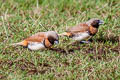 Chestnut-breasted Mannikin Lonchura castaneothorax ssp.