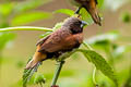 Chestnut-breasted Mannikin Lonchura castaneothorax ssp.