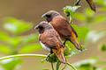 Chestnut-breasted Mannikin Lonchura castaneothorax ssp.