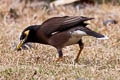 Common Myna Acridotheres tristis ssp.