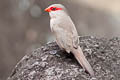 Common Waxbill Estrilda astrild ssp.