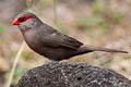 Common Waxbill Estrilda astrild ssp.