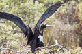 Great Frigatebird Fregata minor palmersoni