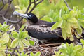 Great Frigatebird Fregata minor palmersoni