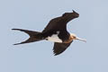 Great Frigatebird Fregata minor palmersoni