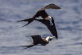 Great Frigatebird Fregata minor palmersoni