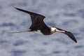 Great Frigatebird Fregata minor palmersoni