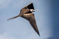 Great Frigatebird Fregata minor palmersoni