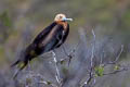 Great Frigatebird Fregata minor palmersoni