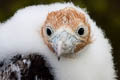 Great Frigatebird Fregata minor palmersoni