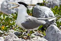 Greater Crested Tern Thalasseus bergii cristatus