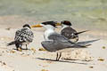 Greater Crested Tern Thalasseus bergii cristatus