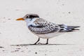 Greater Crested Tern Thalasseus bergii cristatus