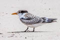 Greater Crested Tern Thalasseus bergii cristatus