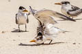 Greater Crested Tern Thalasseus bergii cristatus