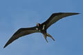 Lesser Frigatebird Fregata ariel ariel