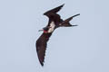 Lesser Frigatebird Fregata ariel ariel