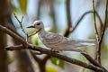 Little White Tern Gygis alba microrhyncha