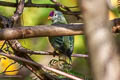 Makatea Fruit Dove Ptilinopus chalcurus