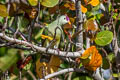 Makatea Fruit Dove Ptilinopus chalcurus