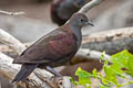 Marquesan Ground Dove Pampusana rubescens