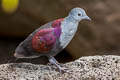 Marquesan Ground Dove Pampusana rubescens