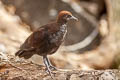 Marquesan Ground Dove Pampusana rubescens