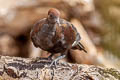 Marquesan Ground Dove Pampusana rubescens