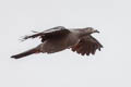 Marquesan Imperial Pigeon Ducula galeata