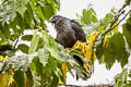 Marquesan Imperial Pigeon Ducula galeata