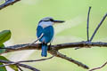 Marquesan Kingfisher Todiramphus godeffroyi