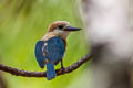 Niau Kingfisher Todiramphus gertrudae (Tuamotu Kingfisher)