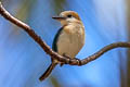 Niau Kingfisher Todiramphus gertrudae (Tuamotu Kingfisher)