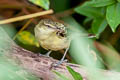 Northern Marquesan Reed Warbler Acrocephalus percernis idae