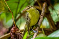 Northern Marquesan Reed Warbler Acrocephalus percernis percernis