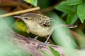 Northern Marquesan Reed Warbler Acrocephalus percernis idae