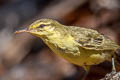 Northern Marquesan Reed Warbler Acrocephalus percernis postremus
