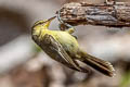 Northern Marquesan Reed Warbler Acrocephalus percernis postremus