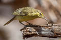 Northern Marquesan Reed Warbler Acrocephalus percernis postremus